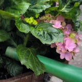 Hortensien Standort, pflanzen, gießen & pflegen