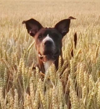 Hundeohren