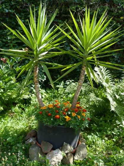 Yucca-Palme düngen Yucca-Palme