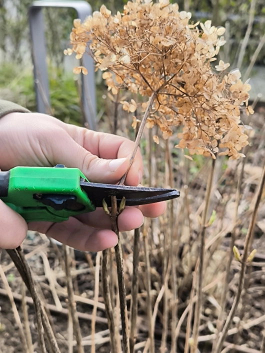 Hortensien der Schnittgruppe 1 werden über dem obersten Knospenpaar aus dem Vorjahr abgeschnitten Wie schneiden