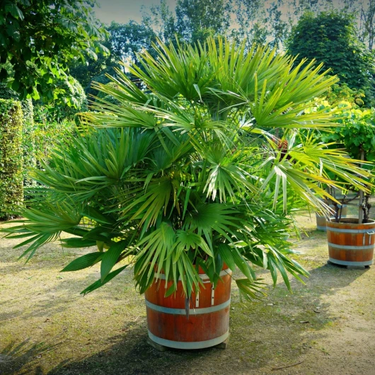 Palmen düngen im Kübel Palme im Kübel