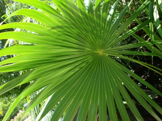 Palmendünger mit Stickstoff für ein gesundes und satt grünes Palmenblatt Palmenblatt