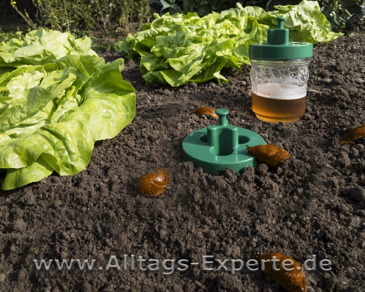 Blmiede 50% Off Schneckenfallen Für Den Garten Bie Produktbild-Vorschau 9