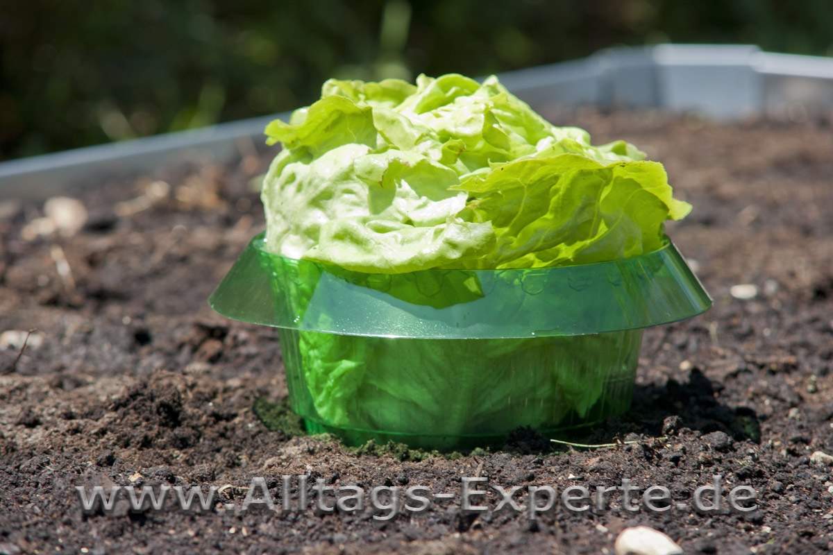 SchneckenSchutzring Schneckenabwehr für Jungpflanzen im Beet