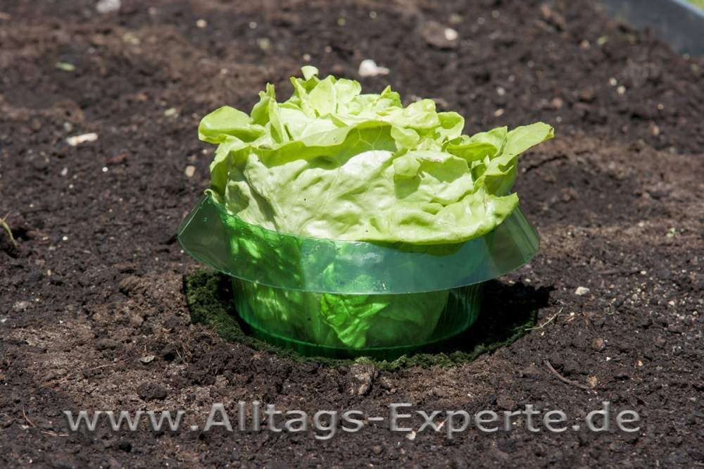 SchneckenSchutzring Schneckenabwehr für Jungpflanzen im Beet