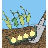 Blumenzwiebelschale Ausgraben