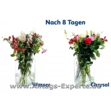 Chrysal Schnittblumen Frisch