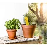 Gelbstecker Pflanzen Insekten