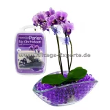 Bee Bloom Orchideen HydroGel Perlen Deko-Substrat