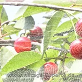 Kirschen Netz