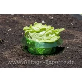 Schneckenschutz Ring Salat