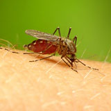 Insektenabwehr mit natürlichen Repellentien oder synthetischen Repellentien?