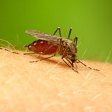 Insektenabwehr
